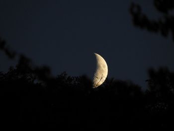 Low angle view of silhouette trees against sky at night