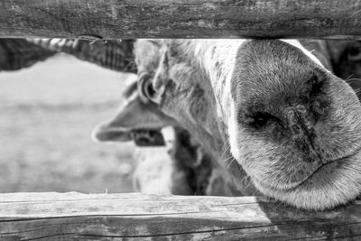 Close-up of a horse