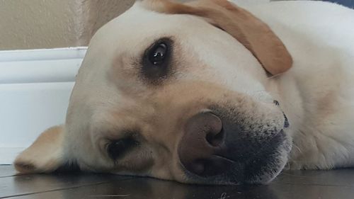 Close-up portrait of dog