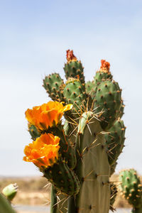 Flowering wild cactus in africa