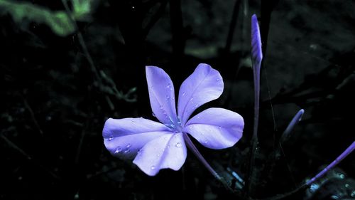 Close-up of purple flower blooming outdoors