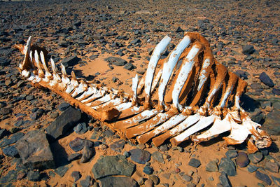 Animal skeleton on ground