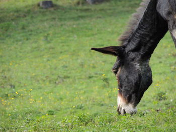 View of a horse grazing in field