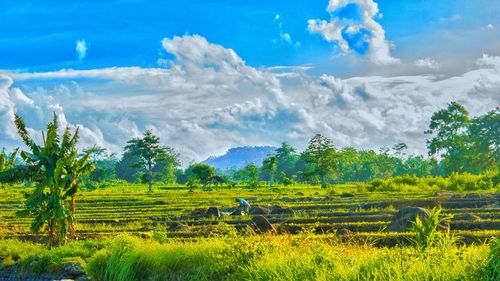 Scenic view of agricultural field against sky