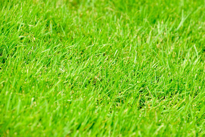 Full frame shot of grass on field