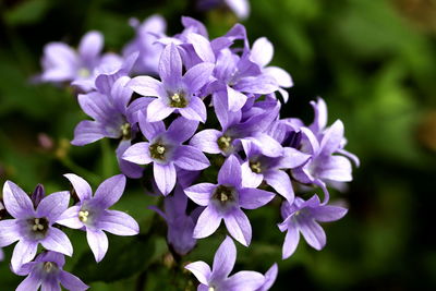 Close-up of purple flowering plants