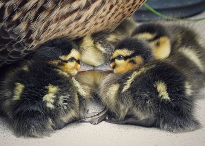 View of duckling relaxing