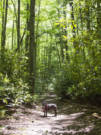 Horse in forest