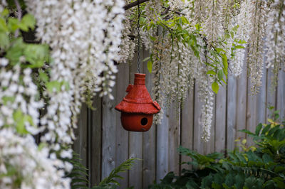 Red flower hanging on wall in yard