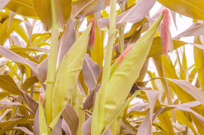 Full frame shot of fresh yellow plants