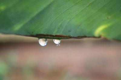 Close-up of water drops on leaf