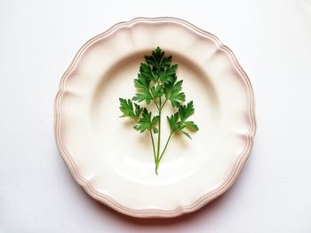 High angle view of plant against white background