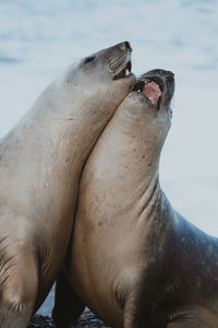 Close-up of seals at beach