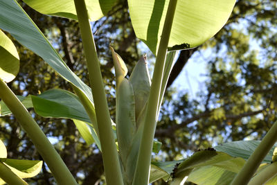 Low angle view of green leaves on plant