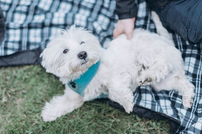 Low section of white dog