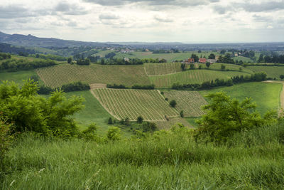 Scenic view of agricultural field against sky