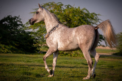 Horse standing in a field