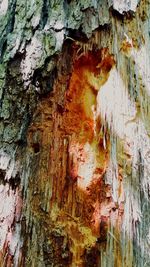 Full frame shot of tree trunk