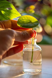 Man examines sprout of pilea peperomioides cutting with roots in glass jar at home over sunset light