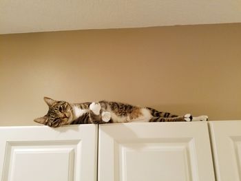 Cat sleeping against wall