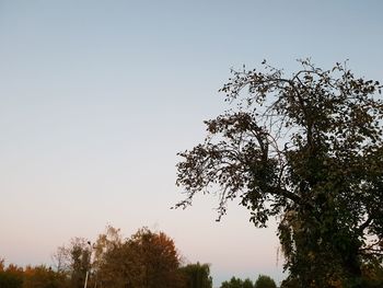 Low angle view of silhouette tree against clear sky