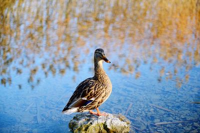 Bird perching on a lake