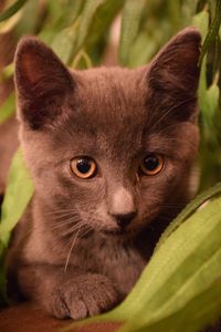 Close-up portrait of black cat outdoors