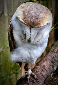 Close-up of a bird