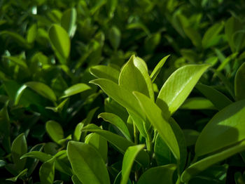 Close-up of plant growing on field