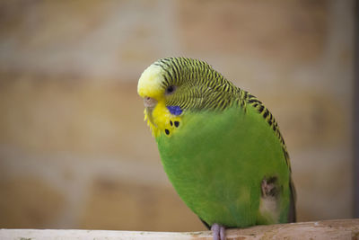 Close-up of parakeet perching on wood at zoo