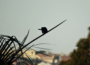 Low angle view of bird perching on tree