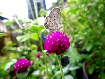 Close-up of butterfly pollinating on purple flower