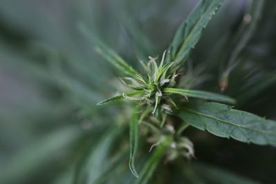 Close-up of fresh green plant