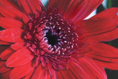 Close-up of fresh red flower blooming outdoors