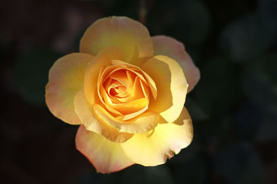 Close-up of rose flower