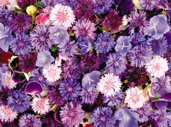 High angle view of purple flowers blooming outdoors