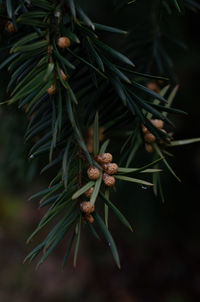 Close-up of pine tree