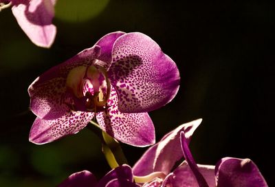 Close-up of pink orchid