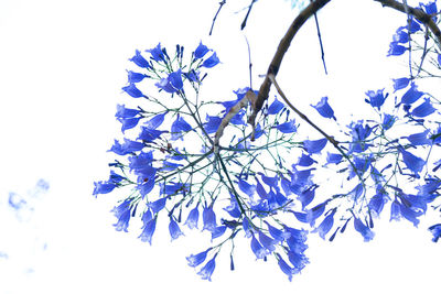 Low angle view of flowering plant against clear blue sky