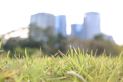 Close-up of grass on field against sky