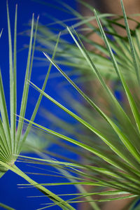 Close-up of fresh green plant against blue sky