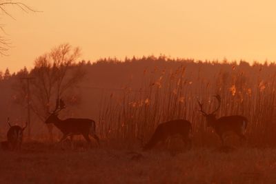 Deer on field against sky during sunset