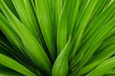 Close-up of water drops on leaf