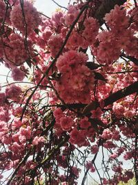 Low angle view of pink flowers on tree