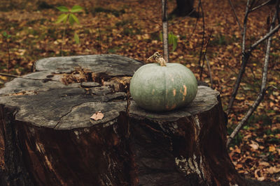 Close-up of pumpkin on tree stump