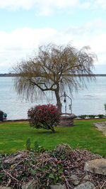 Tree by sea against sky