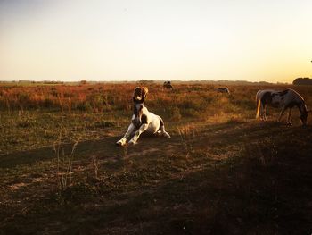 Full length of a horse on field