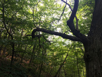 Trees growing in forest