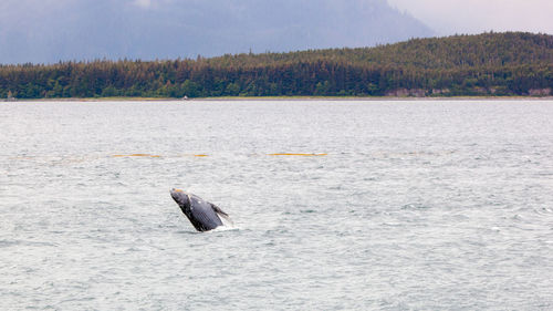 View of fish swimming in sea