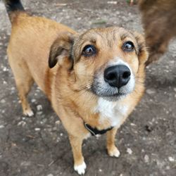 Portrait of dog standing on footpath